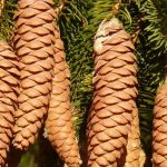 Spruces, <em>Picea</em>: plant, prune and care for