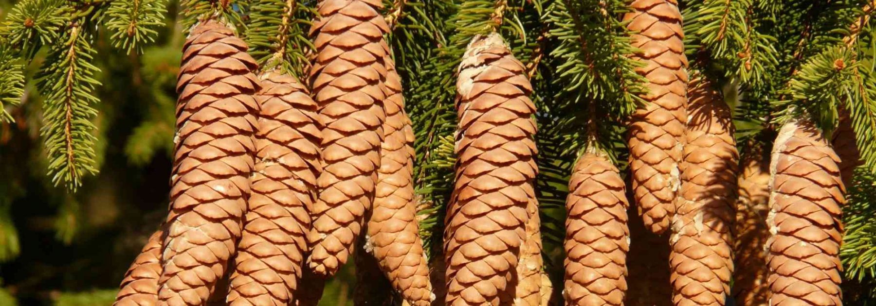 Spruces, <em>Picea</em>: plant, prune and care for
