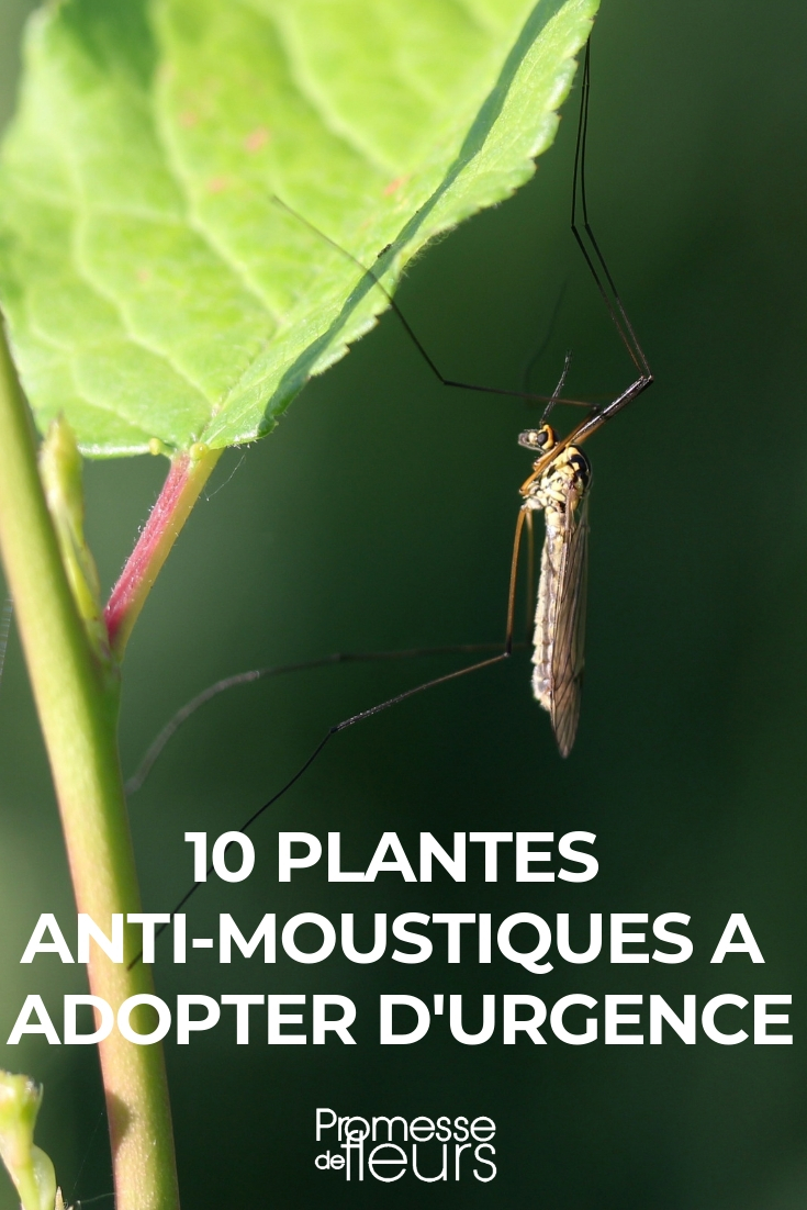 10 Anti-Mosquito Young Plants to Adopt Urgently