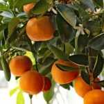 Overwintering lemon tree outdoors: tips to protect against frost