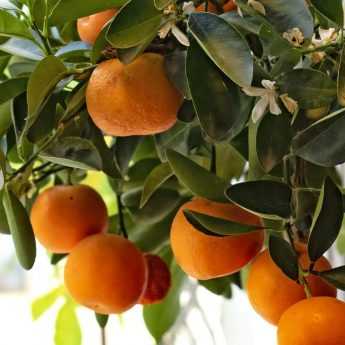 Overwintering a lemon tree outdoors: our tips to protect it against frost