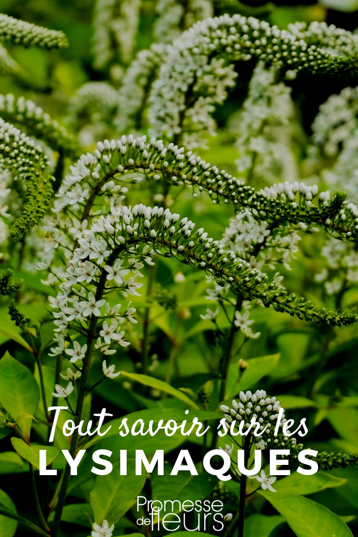 All About Loosestrife Loosestrife, Lysimachia: Cultivation Tips