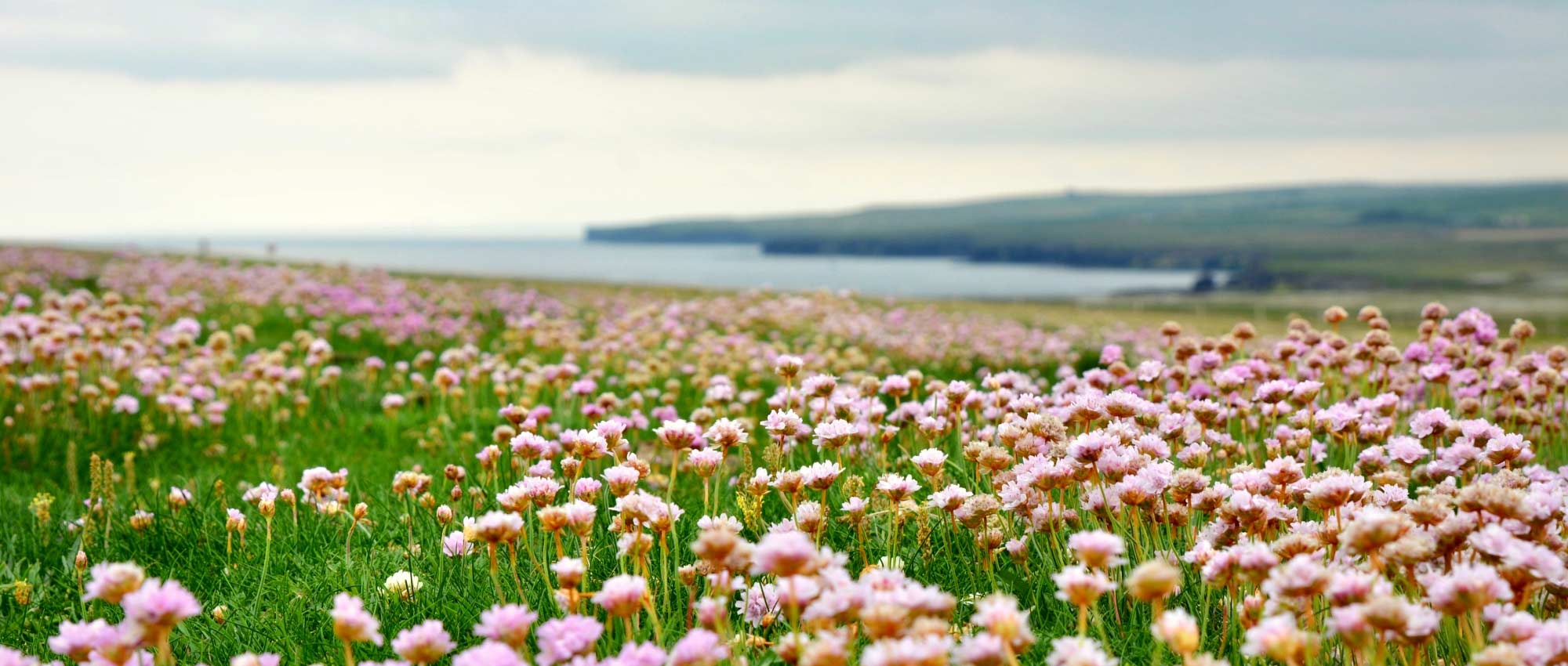 10 perennial plants ideal for a seaside garden