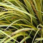 Sweet flag, <em>Acorus gramineus</em> and calamus: planting, to grow, maintenance