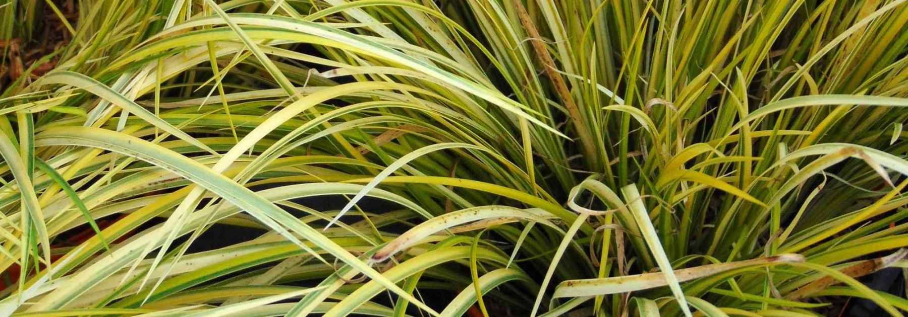 Sweet flag, <em>Acorus gramineus</em> and calamus: planting, to grow, maintenance