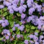<em>Ageratum</em>, Mexican ageratum: sowing, planting, care