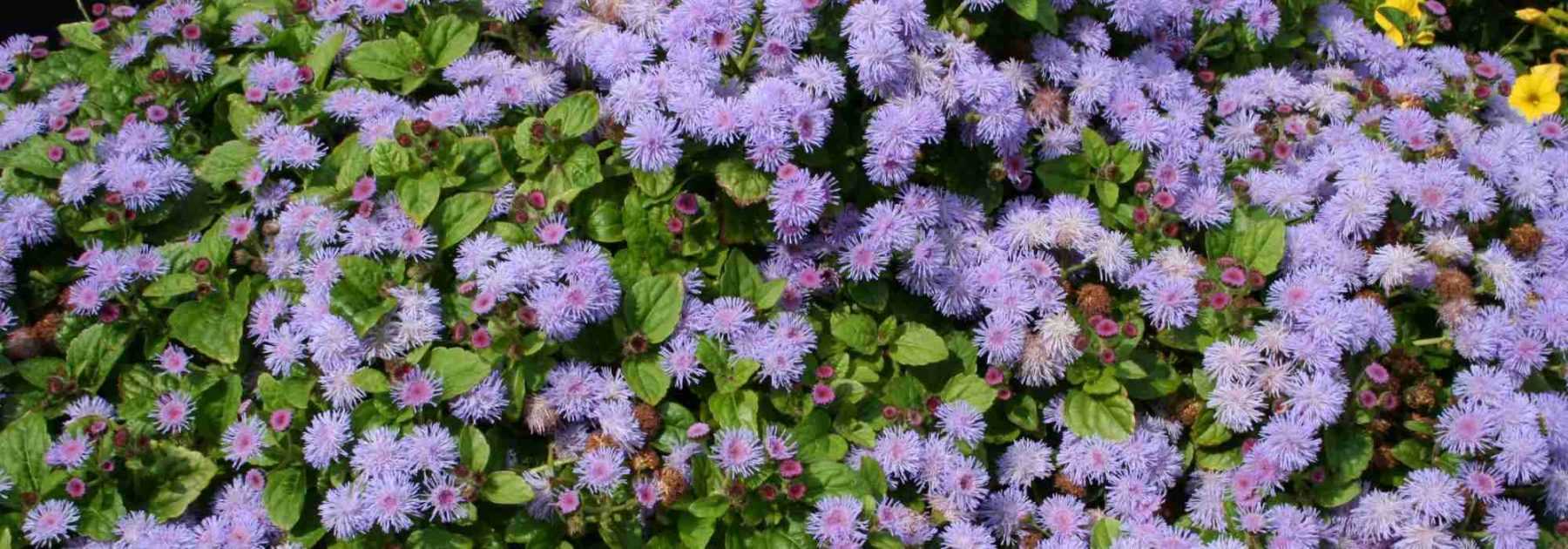 <em>Ageratum</em>, Mexican ageratum: sowing, planting, care