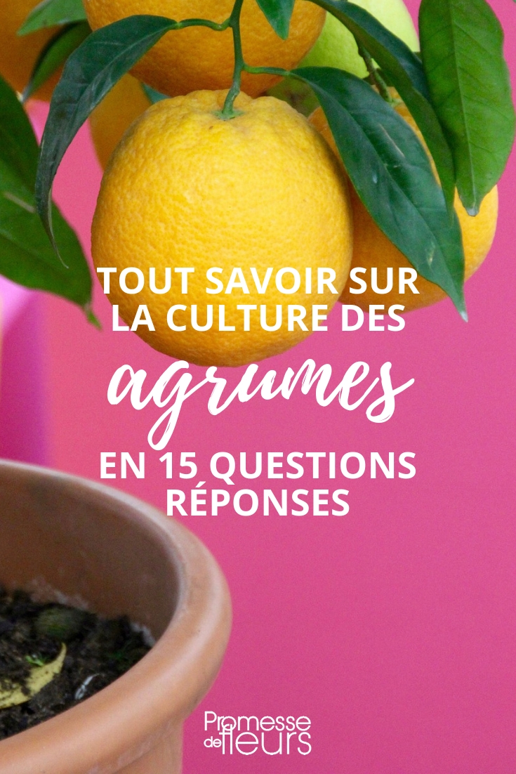 Citrus Trees: 15 Questions Answered Lemon Tree, Orange Tree, Citrus Trees - Questions & Answers