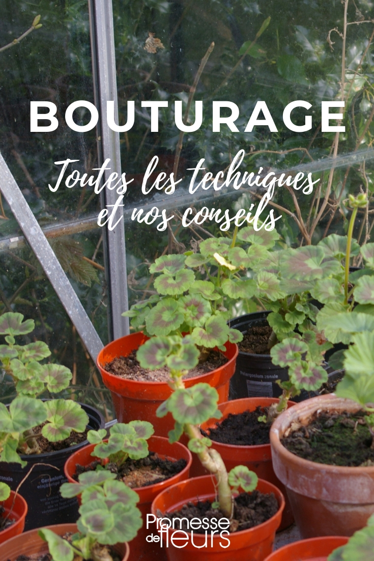Propagation by Cuttings - Everything You Need to Know Making Cuttings: Techniques and Tips