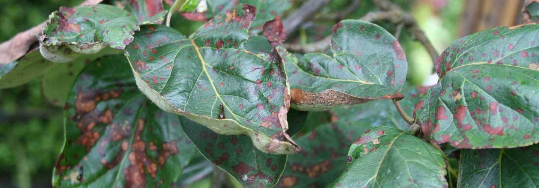 Entomosporiosis: prevent and control