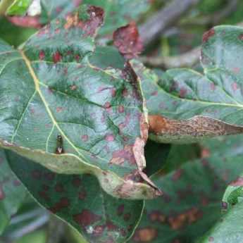 Entomosporiosis: prevent and control