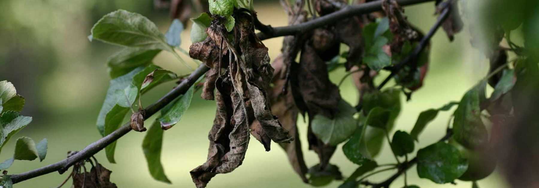 Fire blight: identifying and controlling this disease