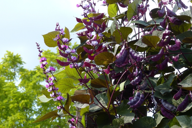 10 Easy Climbing Flowers for a Quick Decor!