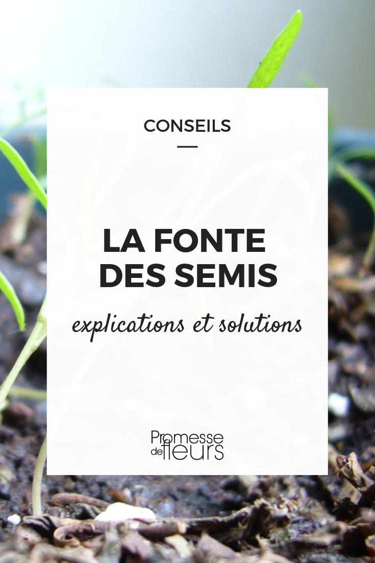 Preventing Damping Off in Sowings Preventing Sowing Damping Off: How to Avoid It