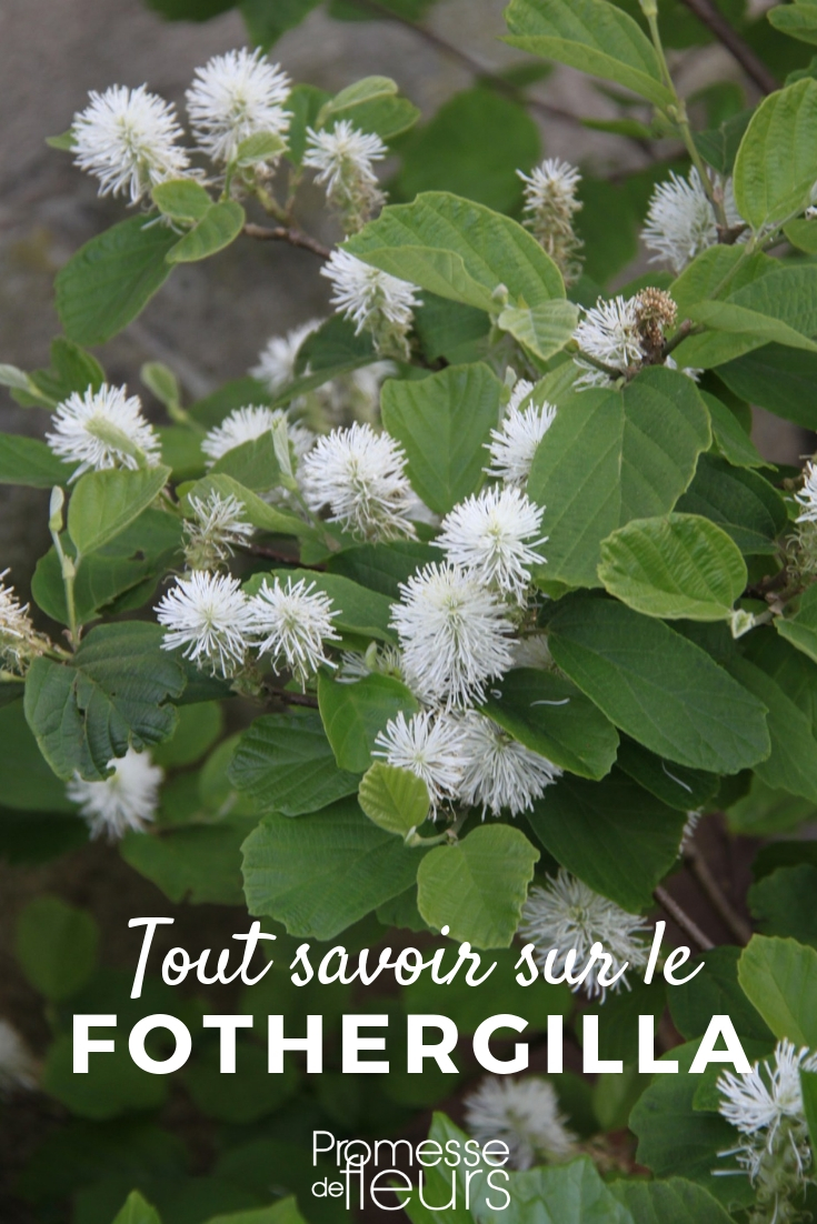 Fothergilla: Everything You Need to Know
Fothergilla, often overlooked in gardens, is a true gem for any plant enthusiast. This deciduous shrub, native to the woodlands of the southeastern United States, is prized for its spectacular autumn colours and unique, brush-like flowers.
### Key Features of Fothergilla
**Botanical Name:** Fothergilla major
**Common Names:** Witch Alder
**Hardiness:** Generally hardy in most places within the UK and Ireland.
**Flowering Time:** The plant blooms in early spring, typically April, before the leaves fully emerge.
**Flower Description:** The flowers are quite distinctive, appearing as white, feathery, bottlebrush-like spikes. They are also pleasantly scented, adding a layer of sensory delight to the garden.
**Foliage:** Fothergilla boasts attractive green leaves throughout the spring and summer, which transform into a stunning display of red, orange, and yellow during autumn.
**Height and Spread:** It can reach up to 2-3 metres in height and spread, making it a suitable choice for both small and large gardens.
**Ideal Growing Conditions:** Fothergilla thrives in well-drained, acidic soil. It prefers a position in full sun or partial shade.
**Maintenance:** This shrub requires minimal maintenance. Pruning, if necessary, should be done immediately after flowering to maintain shape and promote healthy growth.
### Planting Tips
- **Soil Preparation:** Ensure the soil is well-aerated and enriched with organic matter before planting.
- **Watering:** Regular watering is crucial during the first growing season to establish a strong root system.
- **Mulching:** Apply a layer of organic mulch around the base to retain moisture and suppress weeds.
### Uses in Garden Design
Fothergilla can be used in various garden settings:
- **Mixed Borders:** Its medium size and striking foliage make it an excellent addition to mixed borders.
- **Woodland Gardens:** Its natural habitat makes it perfect for woodland garden settings.
- **Specimen Plant:** The unique flowers and vivid autumn colours make Fothergilla a great specimen plant.
### Companion Plants
Consider pairing Fothergilla with other acid-loving plants such as Rhododendrons and Azaleas for a harmonious display. Ferns and Hostas can also complement its woodland aesthetic.
### Conclusion
Fothergilla is an exceptional choice for any gardener looking to add year-round interest to their garden. With its easy care and beautiful features, it certainly deserves more recognition in the gardening world. Whether you are a novice or an experienced gardener, Fothergilla is a plant that can bring beauty and ease to your gardening endeavours. Fothergilla: Planting and Maintenance
Fothergilla is a charming addition to any garden, known for its spectacular autumn colours and attractive flowers. Here's a guide to help you plant and care for your young plants effectively.
**Planting Fothergilla**
1. **Choosing the Right Spot**: Fothergilla thrives in partial shade but can also tolerate full sun if the soil remains moist. It prefers slightly acidic, well-drained soil.
2. **Planting Time**: The best time to plant Fothergilla is in the spring or autumn when the weather is cooler.
3. **Planting Process**:
- Dig a hole twice as wide as the root ball and just as deep.
- Place the young plant in the hole, ensuring it's at the same depth it was in the pot.
- Fill the hole with soil, gently tamping down as you go to remove air pockets.
- Water thoroughly after planting to settle the soil around the roots.
**Maintaining Fothergilla**
1. **Watering**: Keep the soil consistently moist, especially in the first year after planting to ensure proper establishment. Water deeply once a week, more frequently during hot, dry spells.
2. **Mulching**: Apply a layer of organic mulch around the base of the young plant to help retain moisture, suppress weeds, and provide nutrients as it decomposes.
3. **Pruning**: Fothergilla requires minimal pruning. After flowering, you can trim any dead or broken branches to maintain its shape and promote healthy growth.
4. **Feeding**: Feed your young plant with an acid-loving plant fertilizer in spring to encourage vigorous growth and vibrant foliage.
By following these guidelines, your Fothergilla will be a stunning feature in your garden, delighting with its honey-scented spring flowers and fiery autumn leaves.