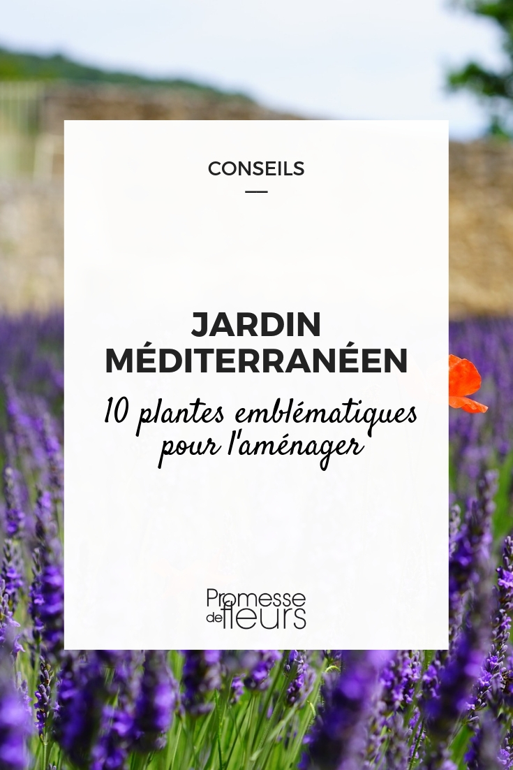 Mediterranean Garden Young Plants