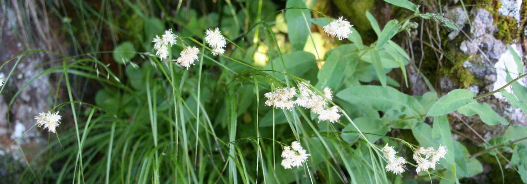 Woodrush: planting, cultivation and care