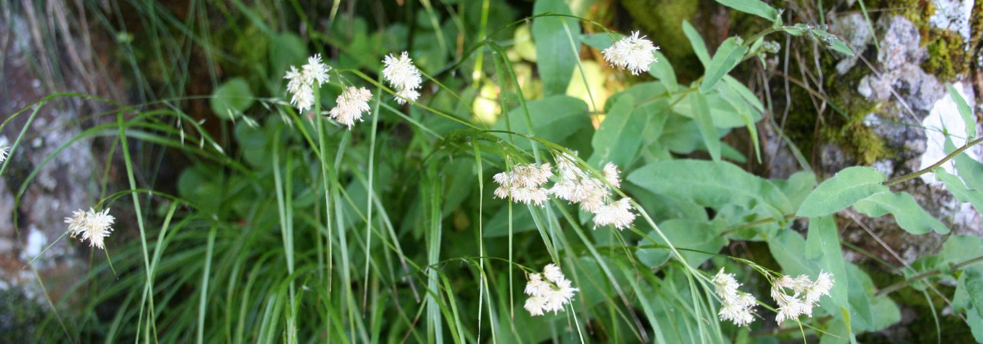 Woodrush: planting, cultivation and care