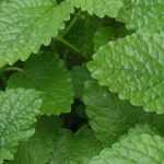 Lemon balm: sowing, planting, cultivation