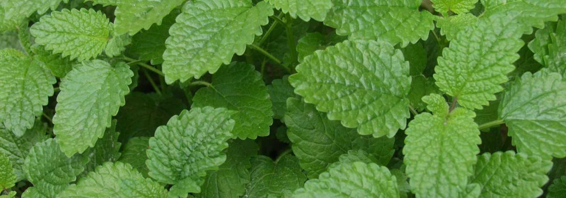 Lemon balm: sowing, planting, cultivation