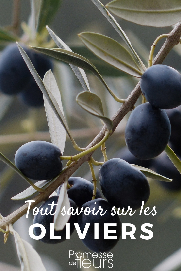 Olive Tree: Everything You Need to Know
The Olive Tree, or Olea europaea, is a symbol of peace and vitality, cherished not only for its historical significance but also for its contribution to culinary delights. In this article, we'll delve into everything you need to know about this resilient and revered tree.
### Characteristics of the Olive Tree
The Olive Tree is an evergreen that is particularly well-suited to the warm climates of the Mediterranean region. It has a gnarled, robust trunk and silvery-green leaves that are capable of withstanding both drought and disease. This hardiness makes it a popular choice not only in its native habitat but also in similar climates around the world.
### Planting and Care
**Location:** Olive Trees thrive in full sunlight and well-drained soil. They are best planted in a spot that receives at least six hours of direct sunlight daily.
**Watering:** While these trees are drought-tolerant, they do require regular watering during their first few years to establish a strong root system. Once mature, they can survive with minimal water, making them ideal for xeriscaping.
**Pruning:** Pruning is essential not only to shape the tree but also to promote healthy growth and fruit production. It's best done in late winter or early spring before new growth begins.
### Common Varieties
There are several varieties of Olive Trees, each with its own unique characteristics and uses:
- **Arbequina:** This small, brownish-purple olive is favoured for its high oil content and sweet, mild flavour.
- **Manzanilla:** A larger, green olive that is often brined and stuffed with pimentos for a classic table olive.
- **Picual:** Known for its robust flavour and high stability, making it one of the most popular olives for oil production.
### Harvesting and Uses
Olive Trees typically begin to bear fruit around their third or fourth year. The olives are harvested in the autumn when they are ripe. The timing of the harvest can affect the flavour and quality of both the olives and the oil produced.
Olives can be eaten fresh, cured, or pressed into oil. Olive oil is a staple in Mediterranean cuisine, renowned for its health benefits, including high levels of monounsaturated fats and antioxidants.
### Symbolism and Cultural Significance
The Olive Tree holds profound symbolism in many cultures, representing peace, wisdom, and prosperity. It has been mentioned in numerous historical texts and continues to be a symbol of endurance and renewal.
### Conclusion
The Olive Tree is more than just a plant; it is a legacy that offers both practical benefits and deep cultural significance. Whether you are looking to cultivate your own tree for its delicious fruits or simply appreciate its historical importance, the Olive Tree remains a timeless choice for gardeners and historians alike. Olive Tree: Planting and Pruning