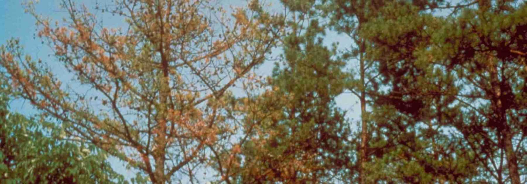 <em>Phytophthora</em>: identify, prevent, control