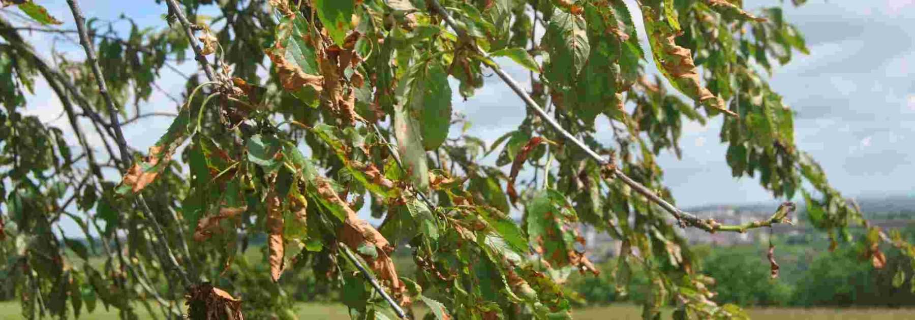 Coryneum or shot hole of stone fruit trees