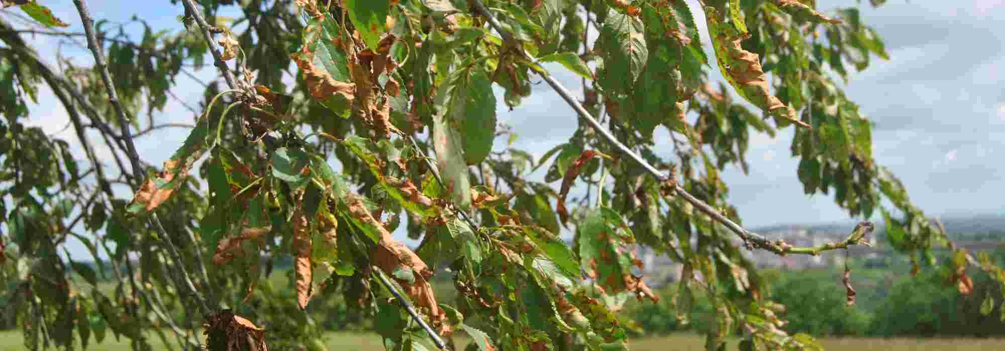 Coryneum or shot hole of stone fruit trees
