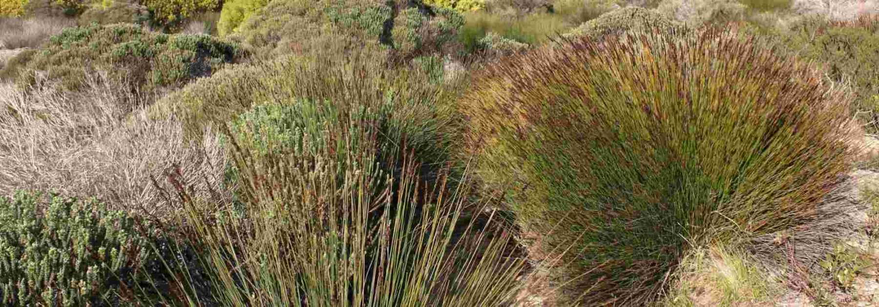 Restio, <em>Elegia capensis</em>: planting, pruning and care