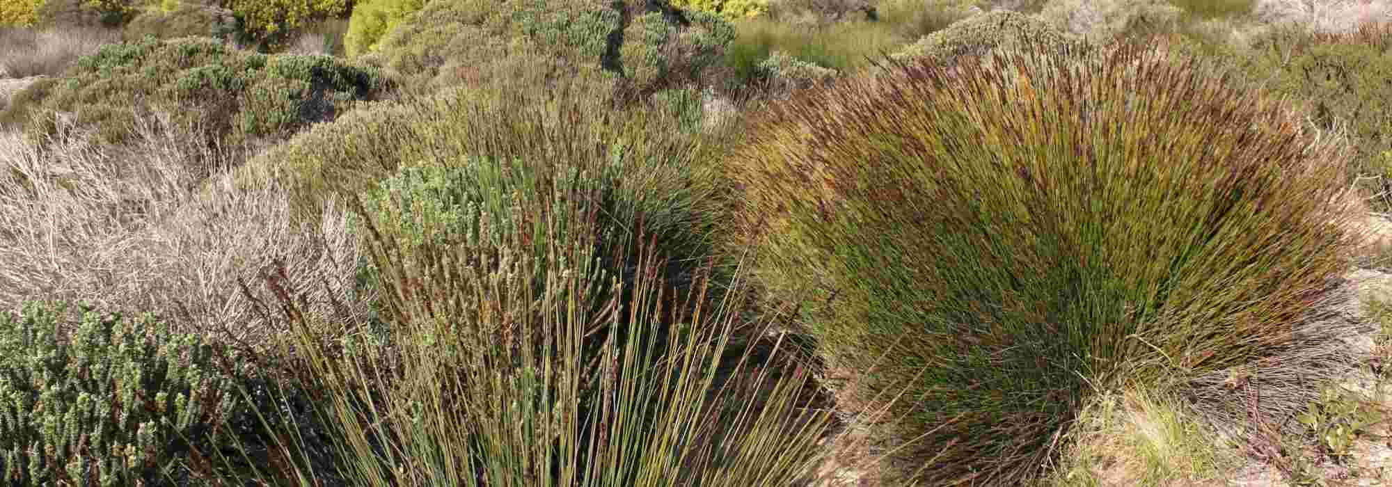 Restio, <em>Elegia capensis</em>: planting, pruning and care