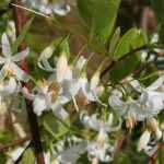 <em>Styrax</em>, aliboufier: planting, growing and caring for