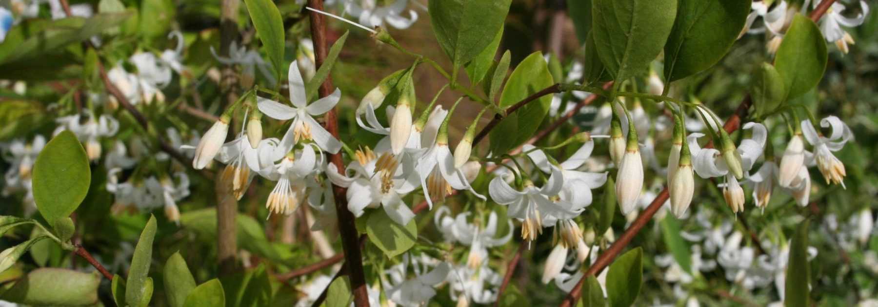 <em>Styrax</em>, aliboufier: planting, growing and caring for