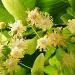 Lime tree, <em>Tilia</em>: planting, cultivation and pruning