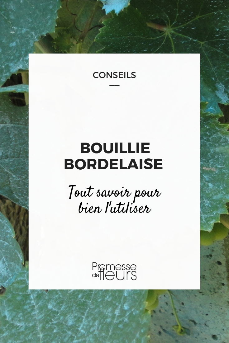 Copper Sulphate Treatment Bordeaux Mixture: Everything You Need to Know