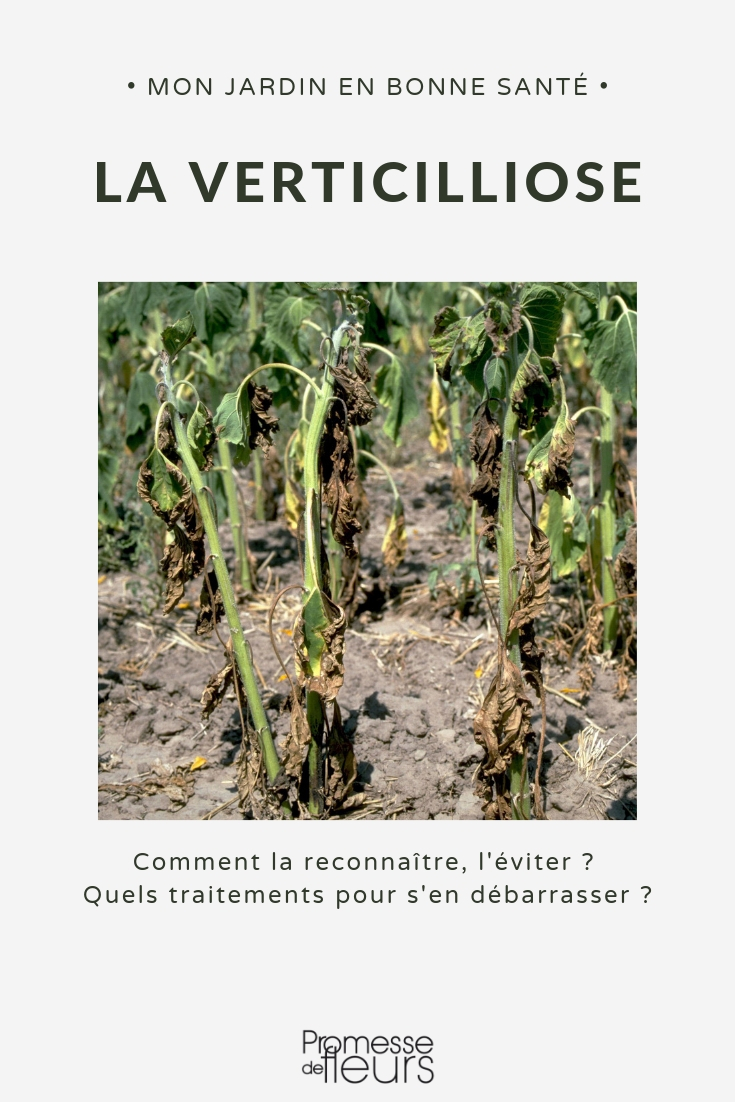 verticillium wilt Verticillium wilt