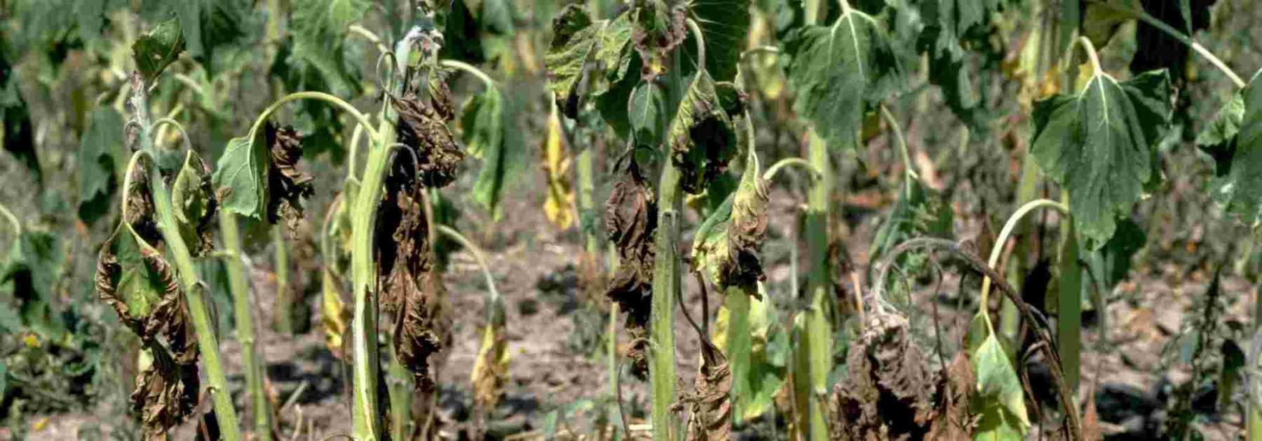 Verticillium wilt