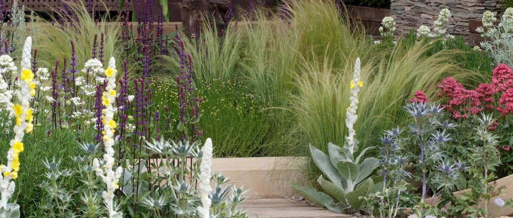 Gardening in dry or free-draining soil: all our tips