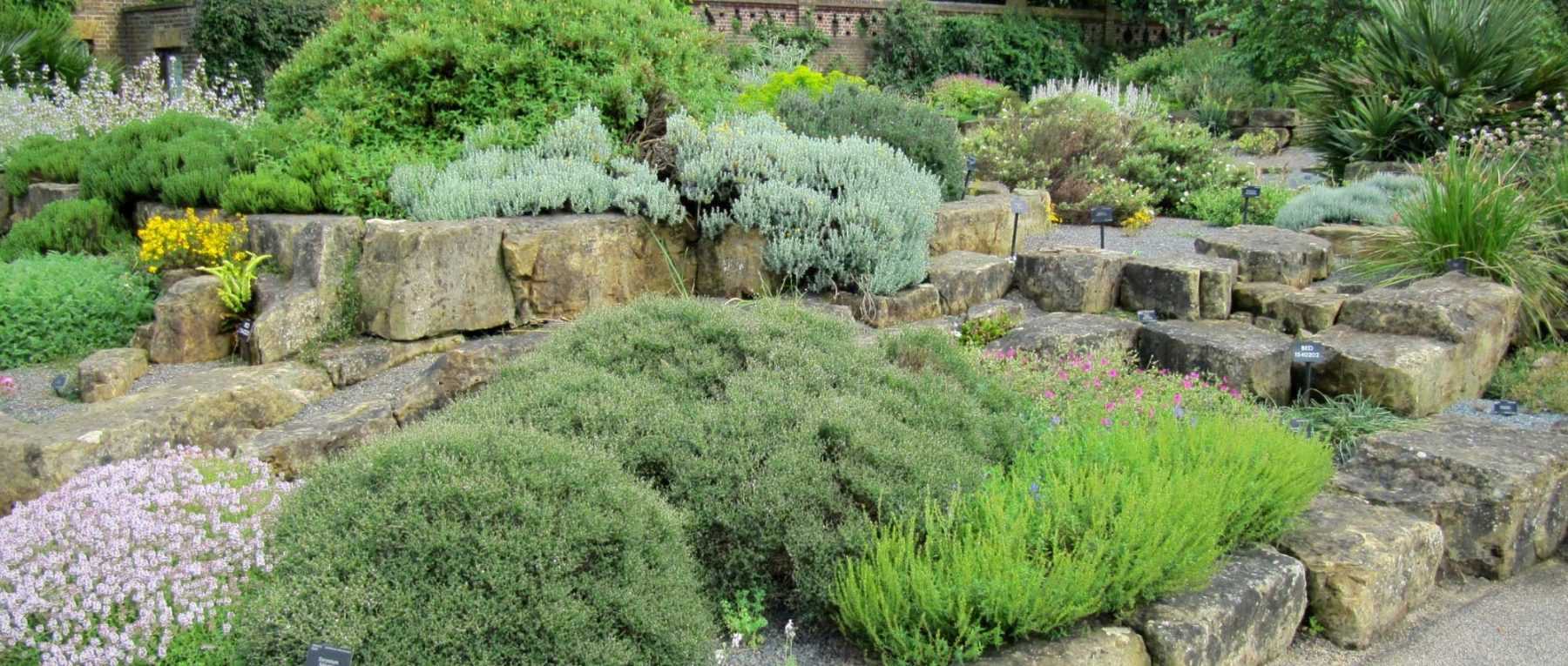 15 plants for a sunny rockery