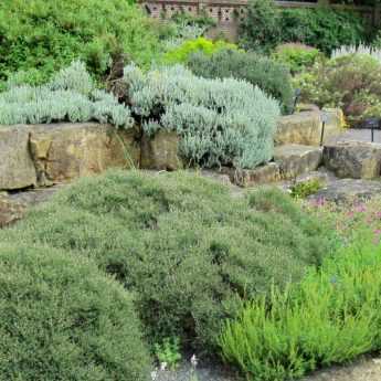 15 plants for a sunny rockery
