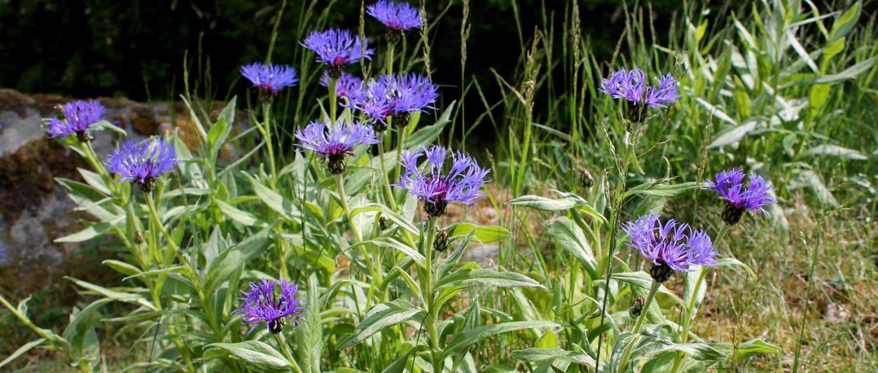 10 perennial plants for calcareous soil