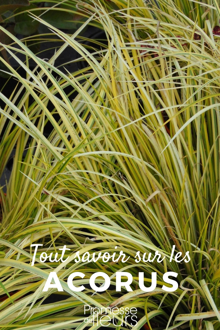Acorus: Everything You Need to Know
The Acorus, commonly known as sweet flag, is a perennial plant that thrives in wetlands and along the edges of ponds. This guide will provide you with all the essential information about cultivating and caring for Acorus in your garden.
### Characteristics of Acorus
Acorus species, such as Acorus calamus and Acorus gramineus, are known for their sword-shaped leaves and aromatic qualities. These plants can grow up to 1 meter in height and are often used for their ornamental value as well as their ability to purify water.
### Planting Acorus
Acorus prefers a moist or even boggy soil, making it ideal for water gardens or damp areas of your garden. When planting Acorus, ensure the soil is rich in organic matter to support its growth. It is best planted in spring or autumn.
### Care and Maintenance
Acorus is relatively low maintenance. It requires consistent moisture, so regular watering is essential, especially in dry conditions. Trimming the plants back in autumn helps promote healthy growth for the following season.
### Common Uses
Apart from its decorative use in gardens, Acorus has a history of medicinal use, particularly in Ayurvedic medicine. It is also used in some culinary traditions for its distinct flavour.
### Conclusion
Whether you're looking to enhance your pond's edge or add a fragrant, low-maintenance plant to your garden, Acorus is an excellent choice. With minimal care, it can provide beauty and utility to your outdoor space. acorus_planting and cultivating