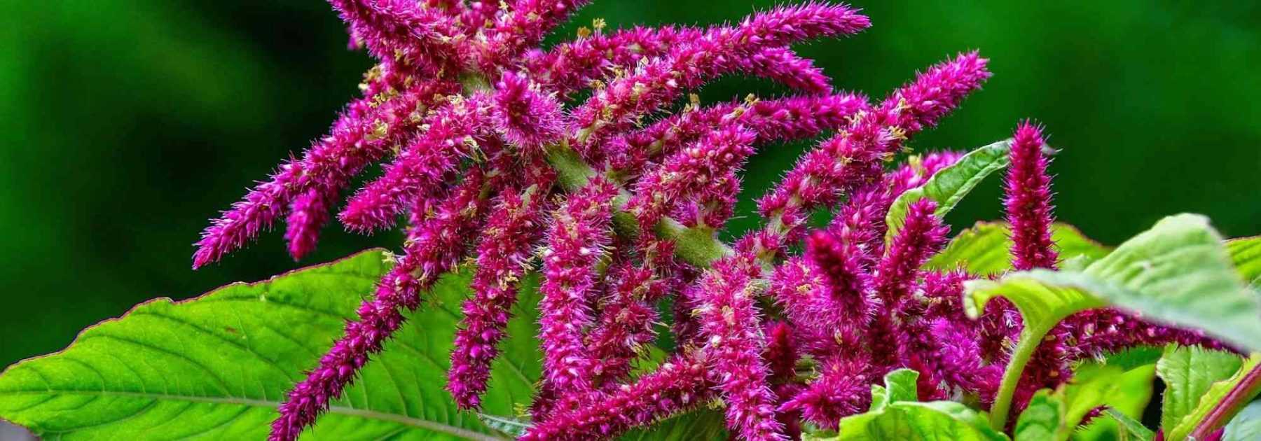 Amaranth, Amaranthus: sowing, planting, care
