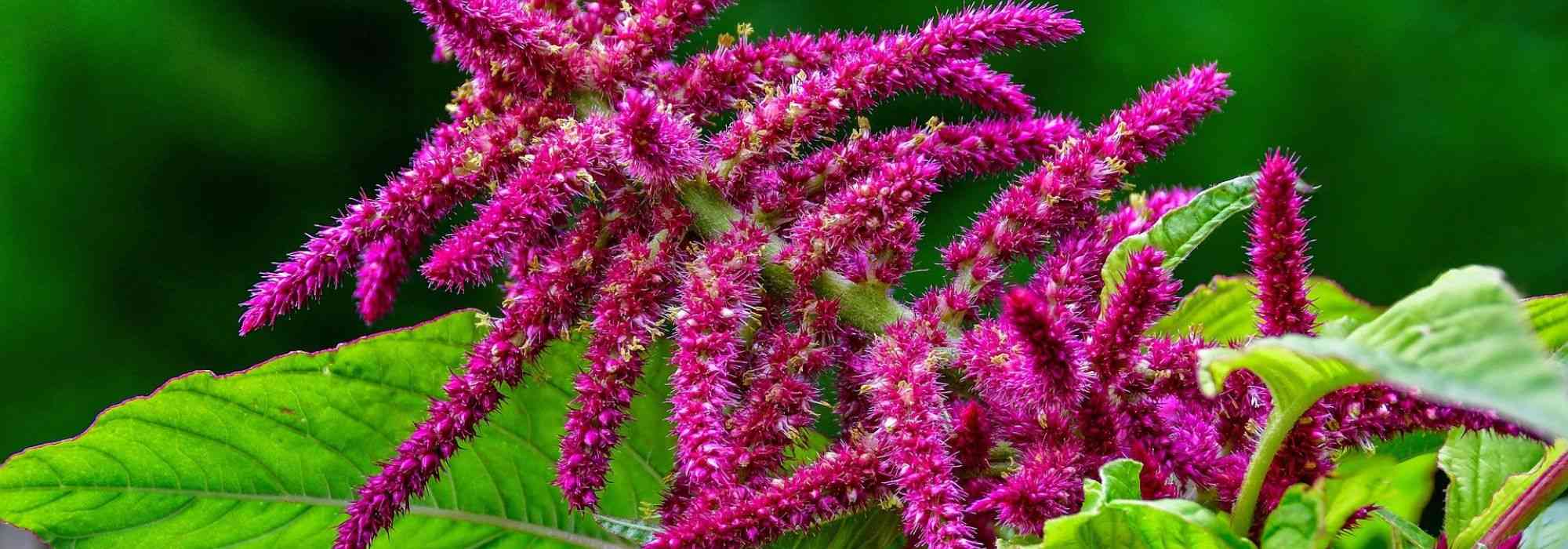 Amaranth, <em>Amaranthus</em>: sowing, planting, care