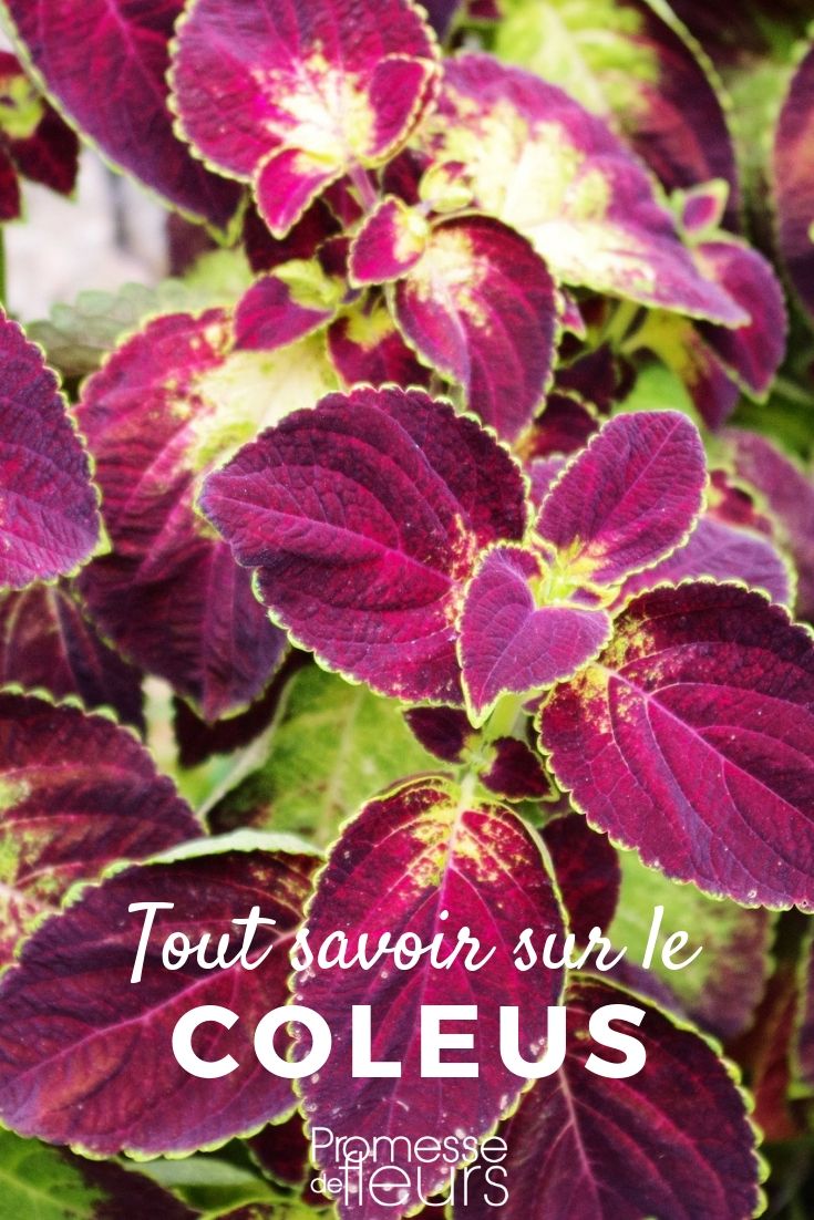 Understanding Coleus: A Comprehensive Guide
Coleus, with their vibrant and multicoloured leaves, are a spectacular addition to any garden or indoor space. These plants, known for their unique and striking foliage, thrive in both sunny and shaded parts of the garden, making them incredibly versatile. In this guide, we'll delve into everything you need to know about growing and caring for Coleus, ensuring they remain a stunning feature in your garden.
### Choosing the Right Spot
Coleus plants prefer environments that provide ample indirect sunlight. While they can tolerate direct sunlight, too much can cause their vivid leaf colours to fade. Ideally, place them in a location where they can receive filtered sunlight or light shade. This will help maintain the intensity of their leaf colours.
### Soil and Watering
When it comes to soil, Coleus aren’t particularly fussy. However, they do best in well-draining, fertile soil. Regular watering is essential, especially during warmer months, but be cautious not to overwater as Coleus do not like soggy soil. Ensure the soil is moist but not waterlogged.
### Feeding
Feeding your Coleus will help them grow lush and vibrant. Use a balanced, water-soluble fertilizer every two weeks during the growing season. Reduce feeding in the winter months when the plant’s growth naturally slows down.
### Pruning and Maintenance
Pruning is crucial for keeping your Coleus looking its best. Regularly pinching off the flower buds will encourage fuller leaf development and prevent the plant from becoming leggy. Additionally, this will help your Coleus focus energy on growing vibrant leaves rather than flowers.
### Common Pests and Problems
Coleus can be susceptible to pests such as spider mites and mealybugs. Regularly inspect your plants and treat them with an appropriate insecticide if pests are detected. Also, watch out for signs of overwatering such as yellowing leaves, which can lead to root rot.
### Propagation
Propagating Coleus is straightforward and can be done using stem cuttings. Simply cut a stem below the leaf node, remove the lower leaves, and place it in water or directly into soil. Roots should develop within a few weeks, after which the new plant can be transplanted.
### Conclusion
Coleus are a delightful addition to any plant collection with their dramatic foliage and easy care requirements. By following these simple tips, you can ensure your Coleus plants remain healthy, vibrant, and a standout feature in your garden or home.
Happy gardening! coleus, neck