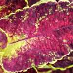<em>Coleus</em>: sowing, planting and care