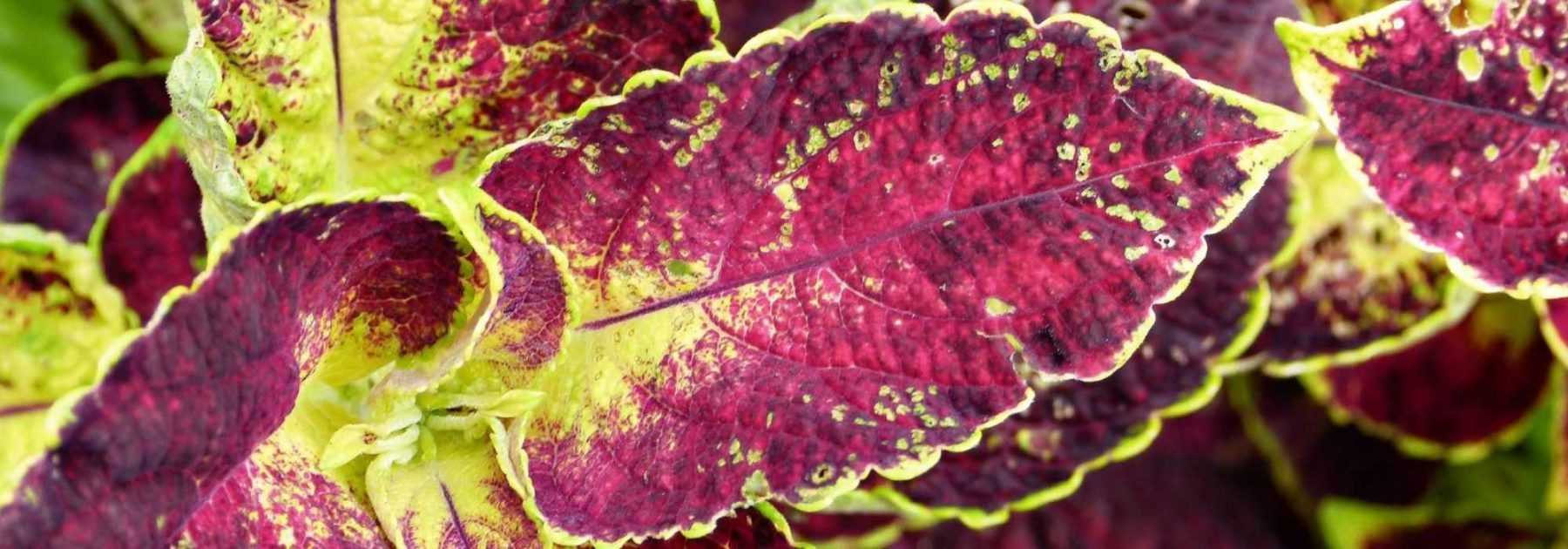 Coleus: Sowing, Planting and Care