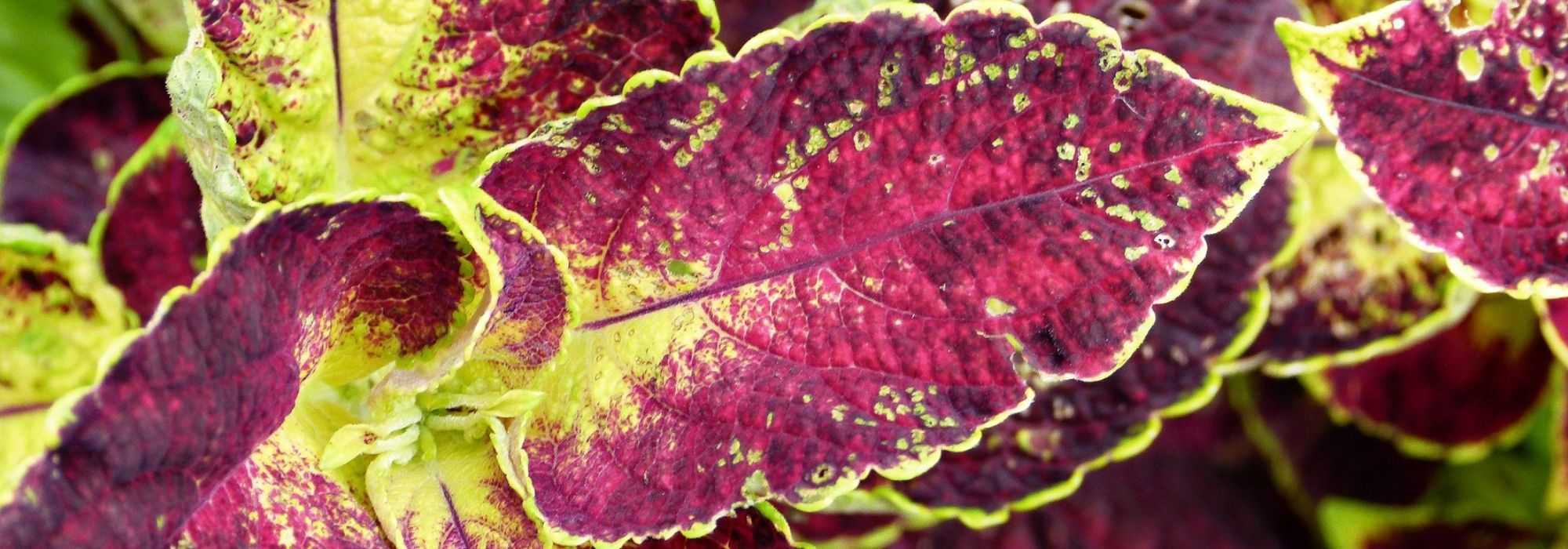 <em>Coleus</em>: sowing, planting and care