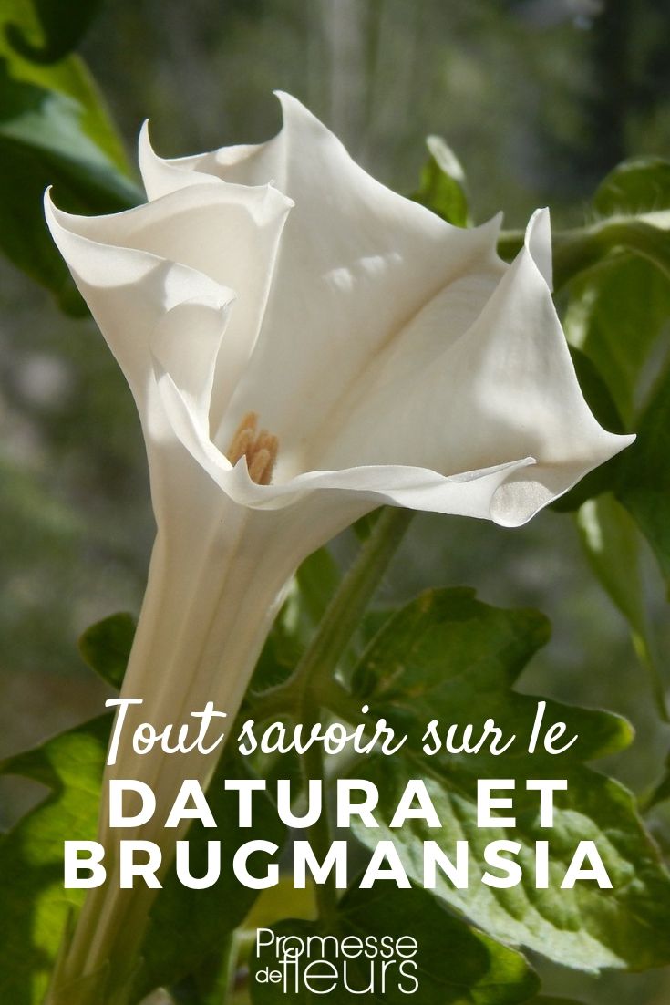 Datura and Brugmansia: Everything You Need to Know Datura and Brugmansia