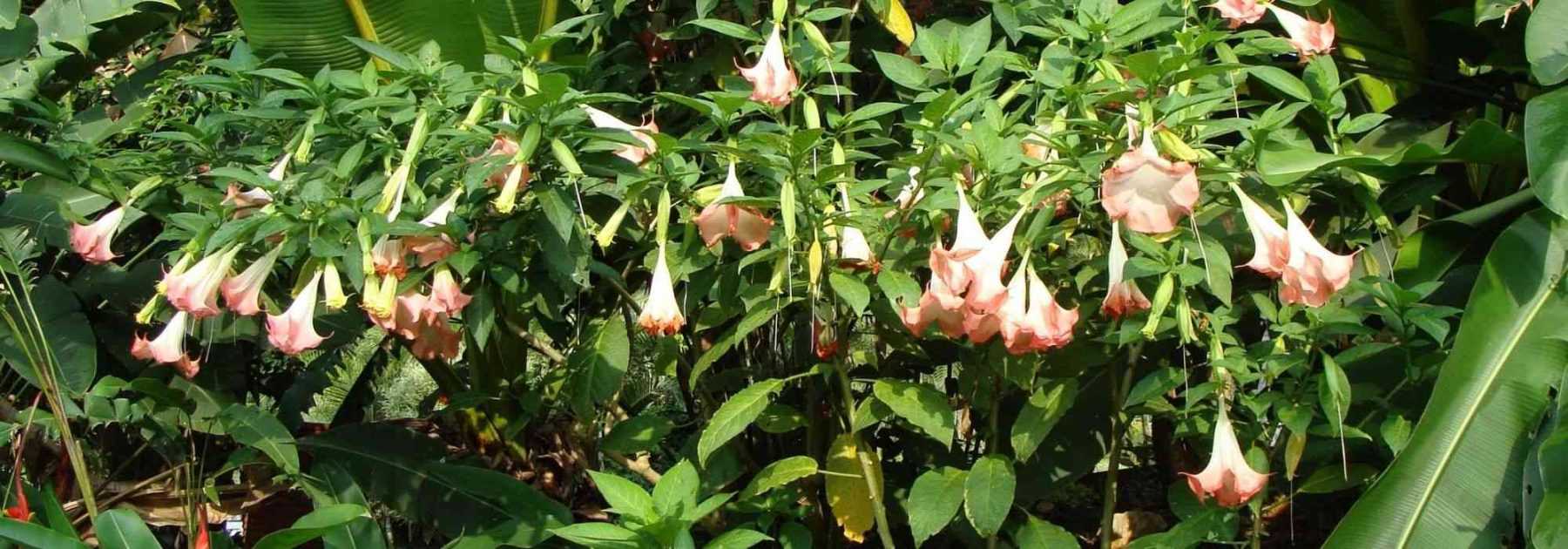 <em>Datura</em> and <em>Brugmansia</em>: sowing, planting and care