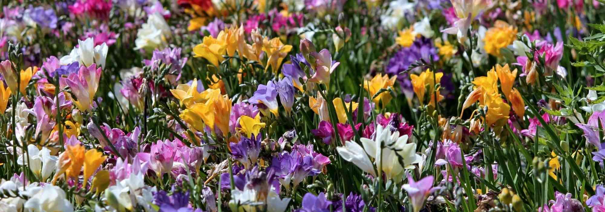 <em>Freesia</em>: planting, cultivation, care